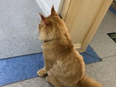 -喜多萌中农锦绣动物医院24H·猫科·牙科MRI·CT