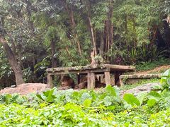 -广州长隆野生动物世界