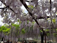 -嘉定紫藤园