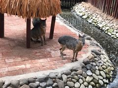 -呀路古热带植物园
