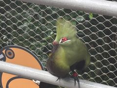 -新加坡飞禽公园