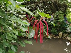 -中国科学院西双版纳热带植物园