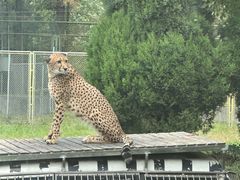 -上海野生动物园