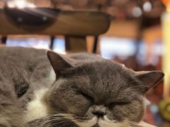 -more than meow吴止猫主题餐厅(承德 中船汇店)