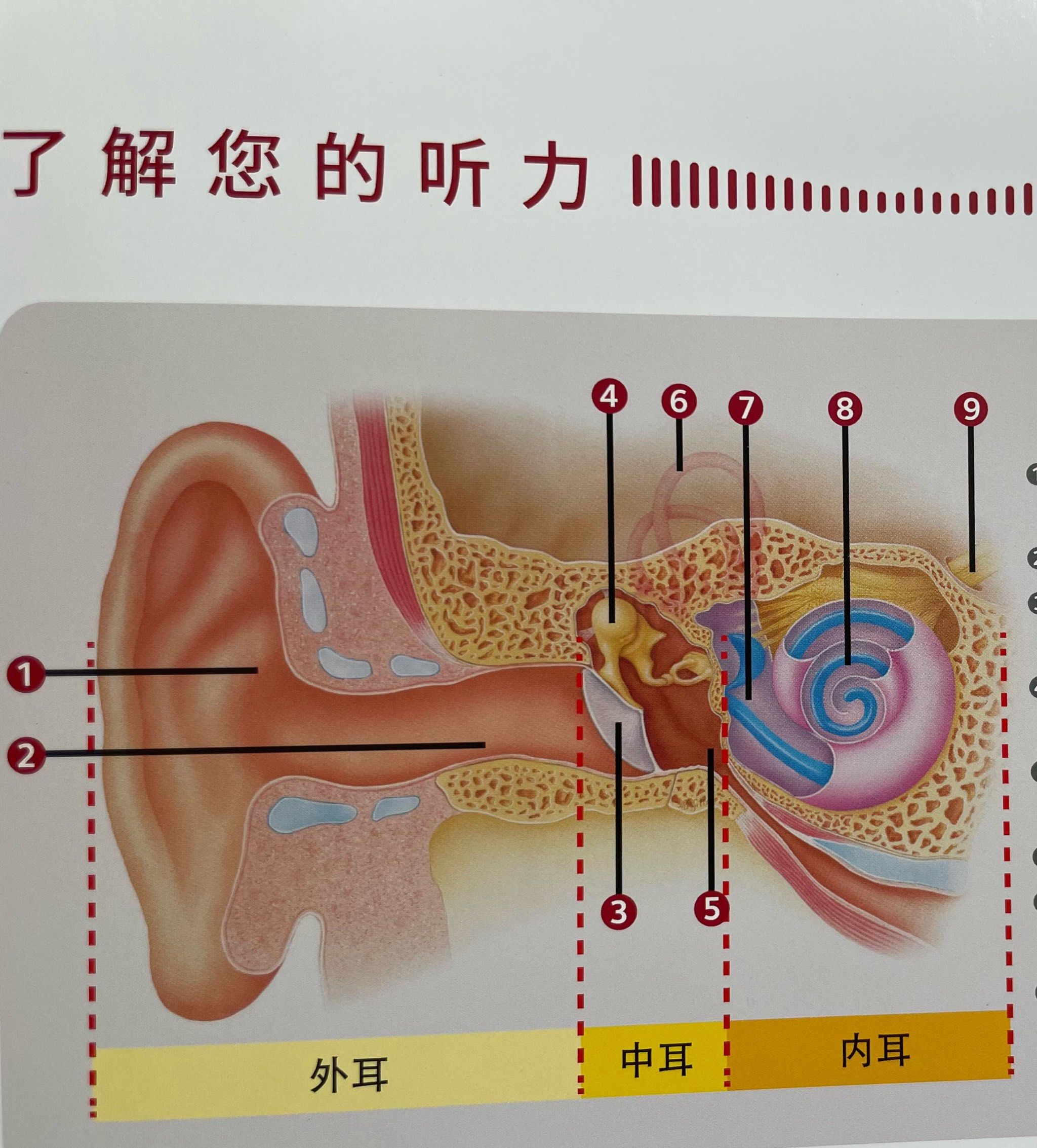 耳朵解剖图「乾耳听力助听器旗舰中心店」