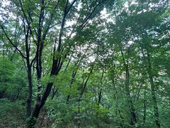 -帽儿山国家森林公园