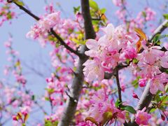 -上海共青森林公园