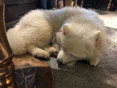 -more than meow吴止猫主题餐厅(承德 中船汇店)