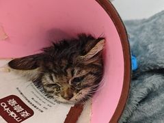 -瑞派动物医院·猫专科·至诚(江南中分院)