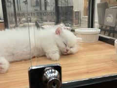 -袖虎·猫馆(体育西路店)