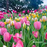 仙湖花展｜春日赏花｜满眼都是春天，美醉了