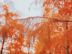 -春花秋色城市公园