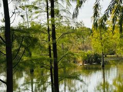 -上海长兴岛郊野公园