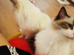-1013 PET SHOP精品宠物商店(丁香店)