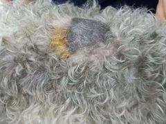 -佳雯宠物医院(金华南路分院)