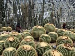 -深圳仙湖植物园