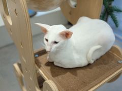 -飞行喵MR PILOT|猫舍·猫咖(静安大融城店)