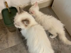 -楼上猫咖(罗湖店)