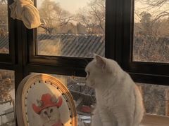 -猫小院猫主题咖啡厅(北锣店)