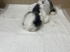 -北京观赏动物医院·24小时大型综合·猫专科·异宠专科