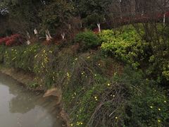 -八大山人梅湖景区