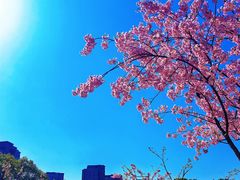 -新江湾城公园