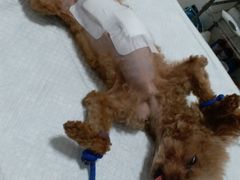 -灵美宠物诊所