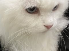 -纳吉亚猫专科动物医院·北北分院