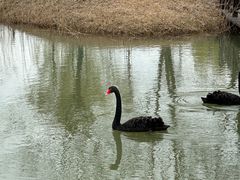 -泗洪洪泽湖湿地景区