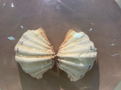 -青岛贝壳博物馆