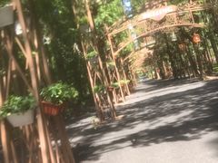 -东平国家森林公园