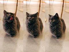 -飞行喵MR PILOT|猫舍·猫咖(静安大融城店)