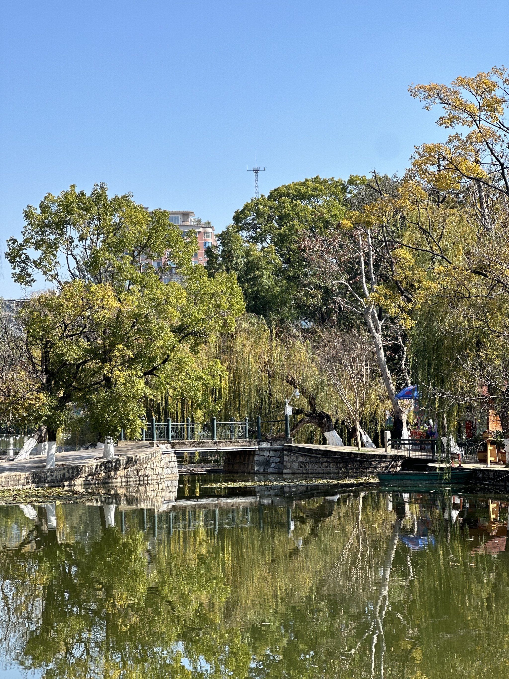 昆明冬季旅游必来翠湖观鸥吃米布