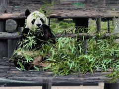 -西霞口神雕山野生动物世界