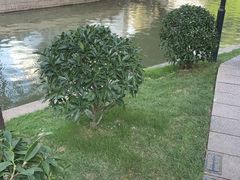 -广东花都湖国家湿地公园