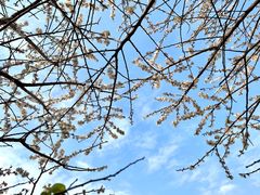 -广州市流溪河国家森林公园
