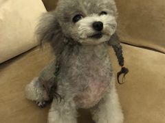 -BABYDOG宝贝狗宠物乐园(欧洲城店)