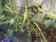 -上海大自然野生昆虫馆(东方明珠·爬宠昆虫探索中心)