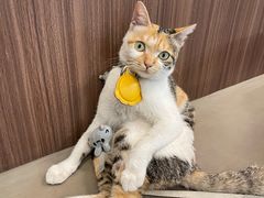 -Again Coffee Roaster(香蜜湖店)