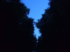 -铁山坪森林公园