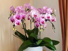 -双季花艺园艺市场(浦东店)