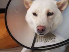 -柴迷FANS CLUB·柴犬狗咖·猫咖
