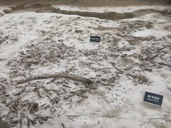 -金沙遗址博物馆