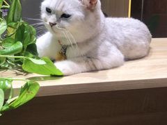 -藏猫猫咖啡主题馆(中央大道店)