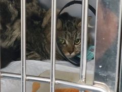 -宠颐生动物医院·猫科·心脏科(海口分院)