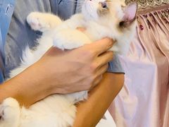 -MOYOYO猫咪咖啡店