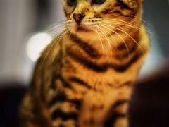 -猫小院猫主题餐厅(三里屯店)