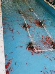 -萌宠亲子动物乐园(槐房万达店)