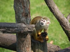 -西霞口神雕山野生动物世界