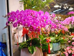 -双季花艺园艺市场(浦东店)